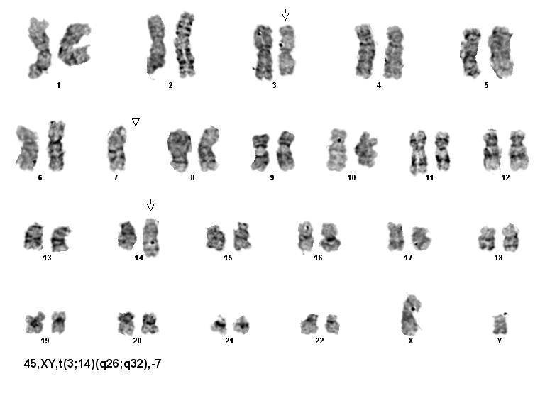 Karyotype