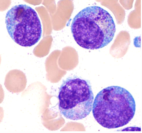 Image 1: Pseudochediak higashi granules