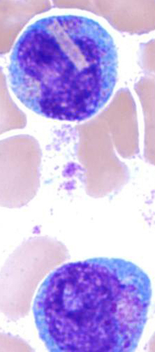 Image 3: Crystalline inclusions