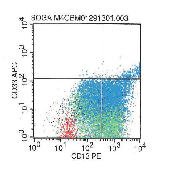 CD13 expression