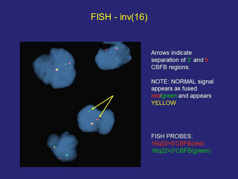 Fig. 5 FISH