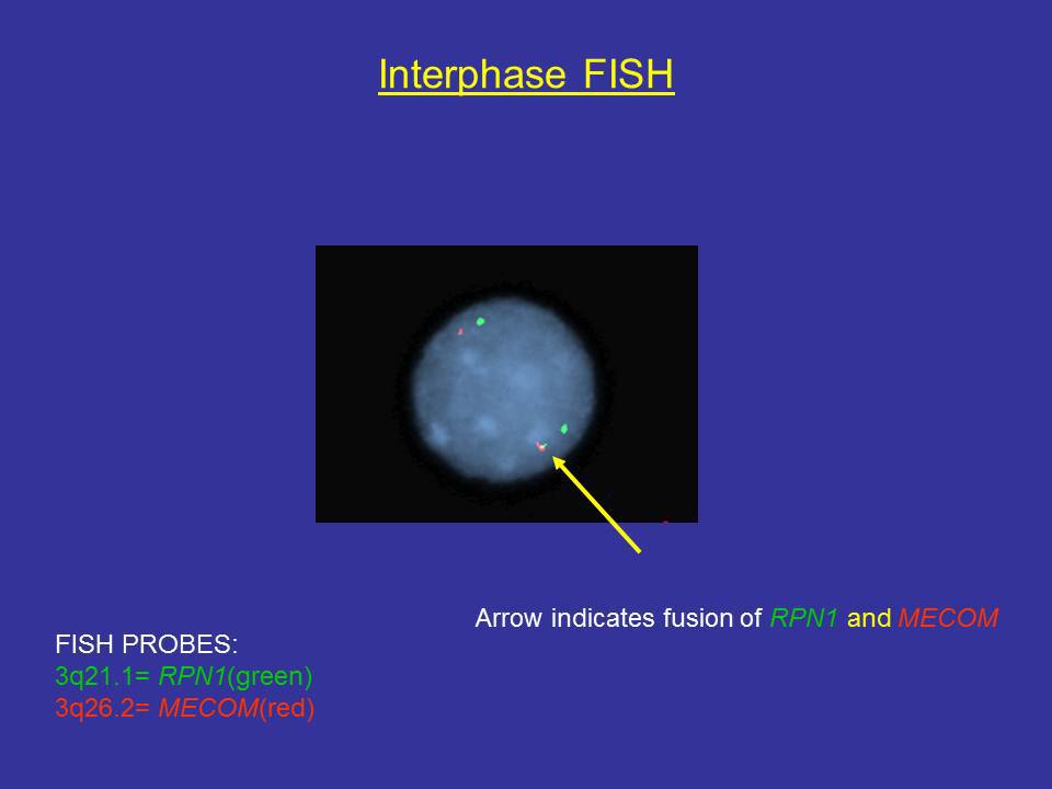 Fig. 12 Interphase FISH