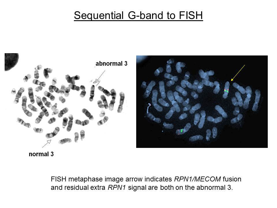 Fig. 13 Sequential G-band to FISH