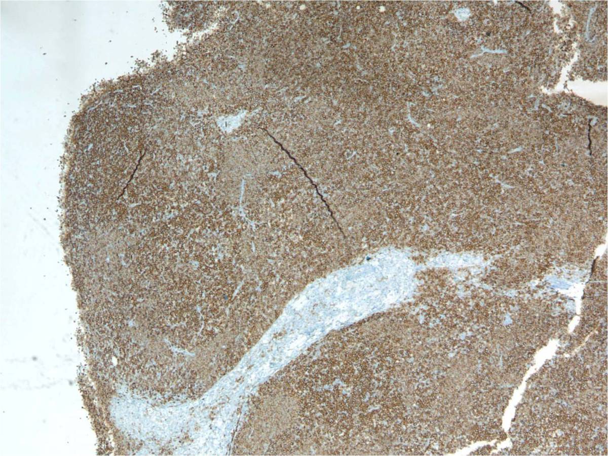Image 13 CD7
